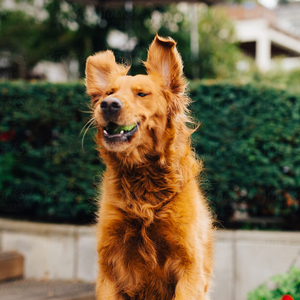 10 Things You Can Do To Prevent Arthritis in Dogs
