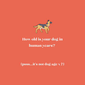 How old is your dog in human years?
