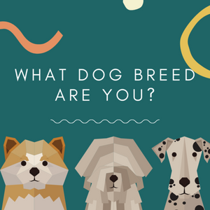 Based on Your Personality, What Dog Breed Would You Be?