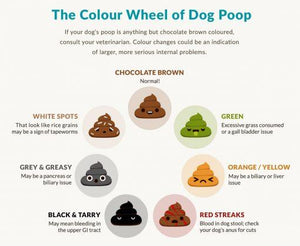 How Dog Poop Can Give You Clues On Your Dog's Health